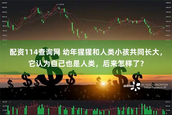 配资114查询网 幼年猩猩和人类小孩共同长大，它认为自己也是人类，后来怎样了？
